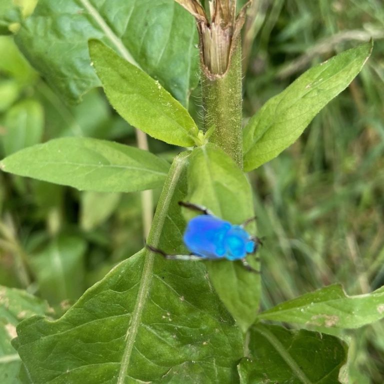 Hoplia coerulea