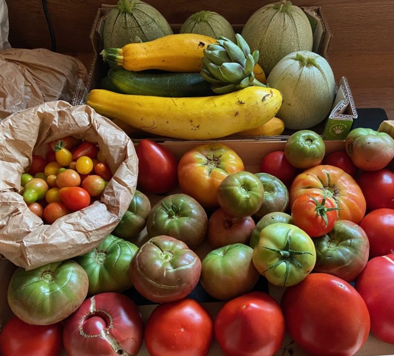 Récolte de légumes d'été