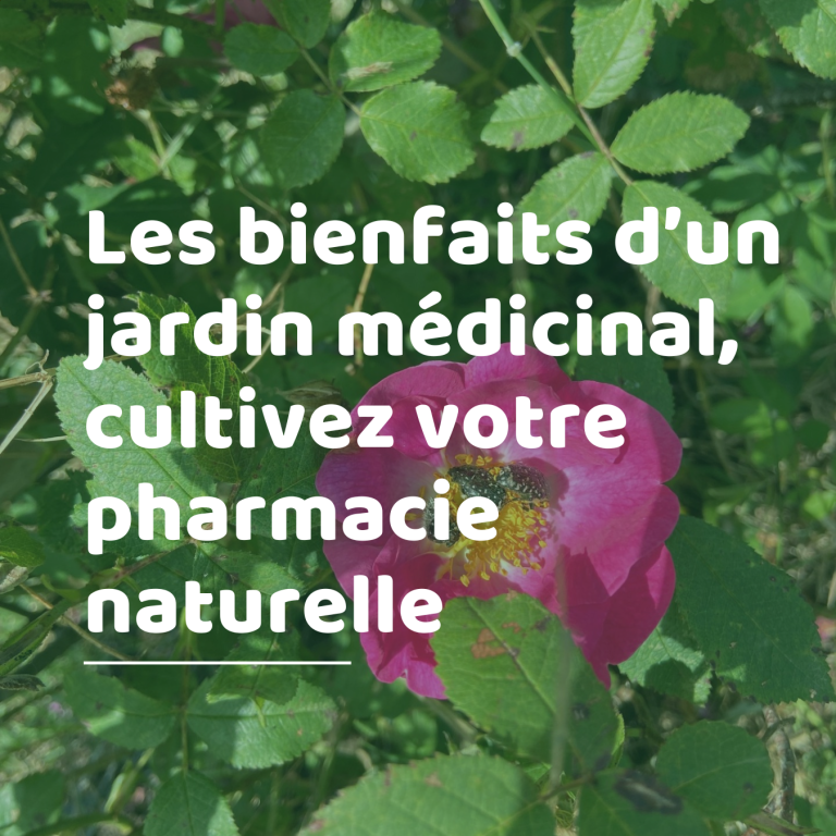 Les bienfaits d'un jardin médicinal